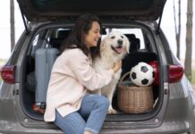 Viagem com pets: como transportar seu animal de forma segura