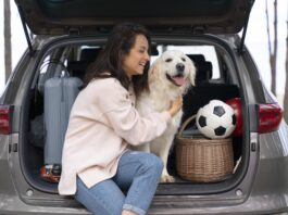 Viagem com pets: como transportar seu animal de forma segura