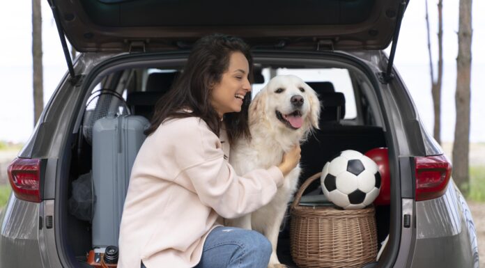 Viagem com pets: como transportar seu animal de forma segura